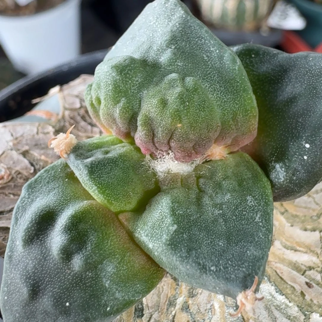 【闪购商品】栗源怒涛427