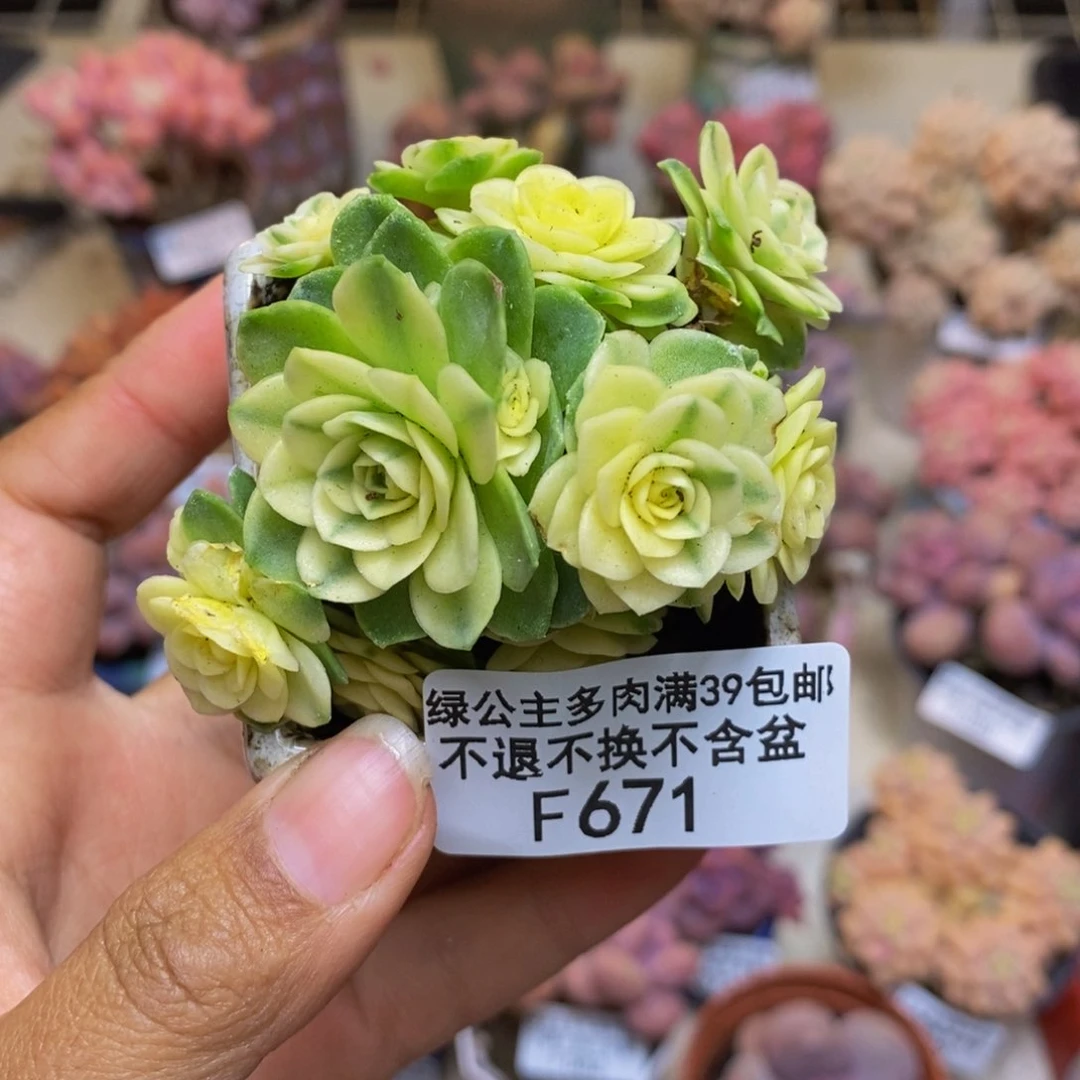 671山地玫瑰锦多肉5c m
