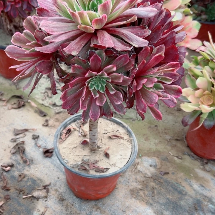 702水墨画多肉植物