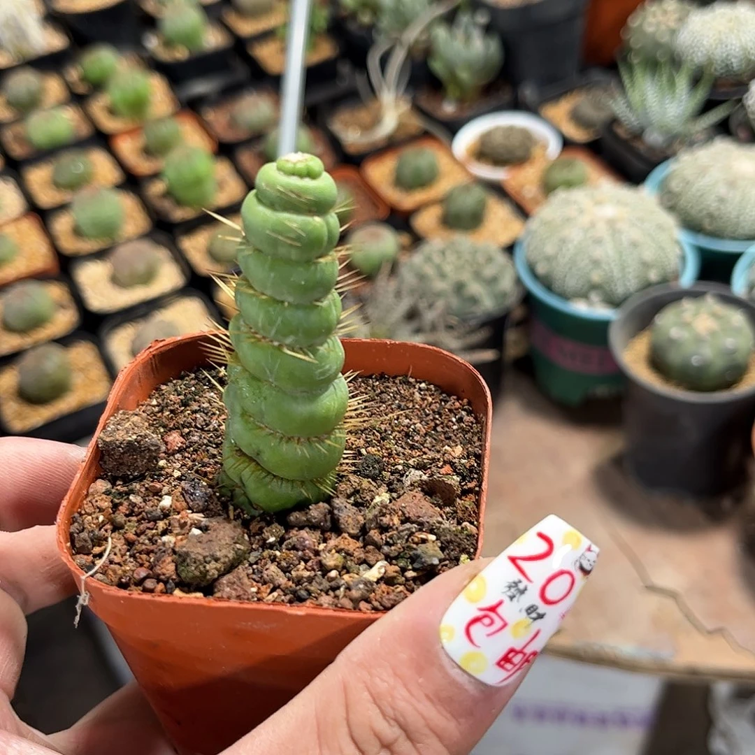 珊*25285一物一拍单头发货