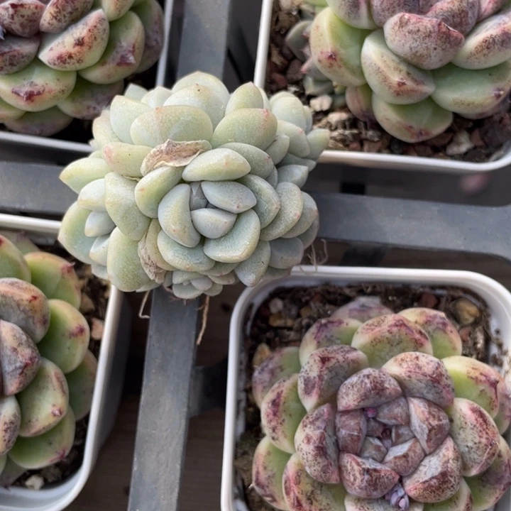 C***e冰玉7头一颗冠幅4-5厘米专拍