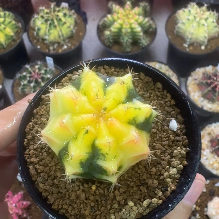 福利多多米哈锦漏