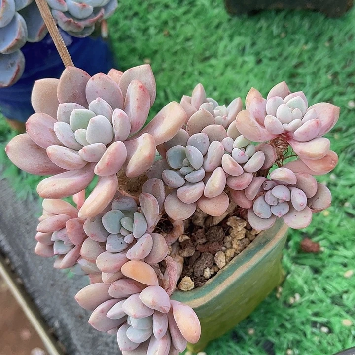 白鹭27217多肉植物