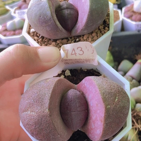 无花朵0743，1240，两颗老皮老疤