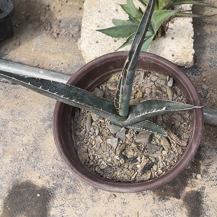 ****宾无花朵龙舌兰绿色植物