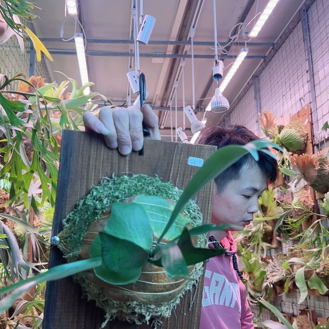 无花朵马原a12。