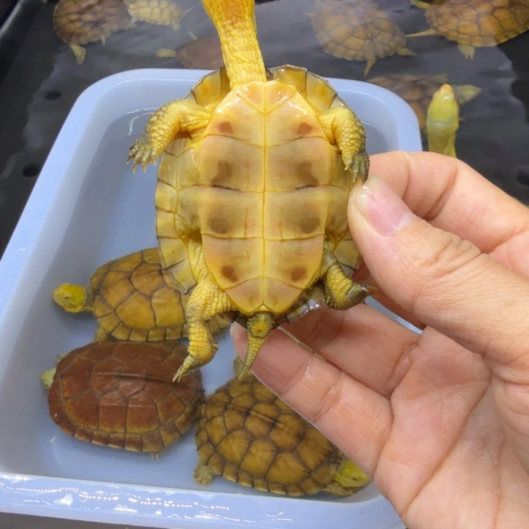 公母搭配宠物龟豆**宝