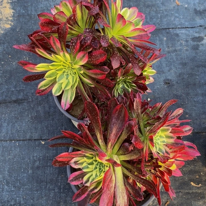 2颗天合老桩母本