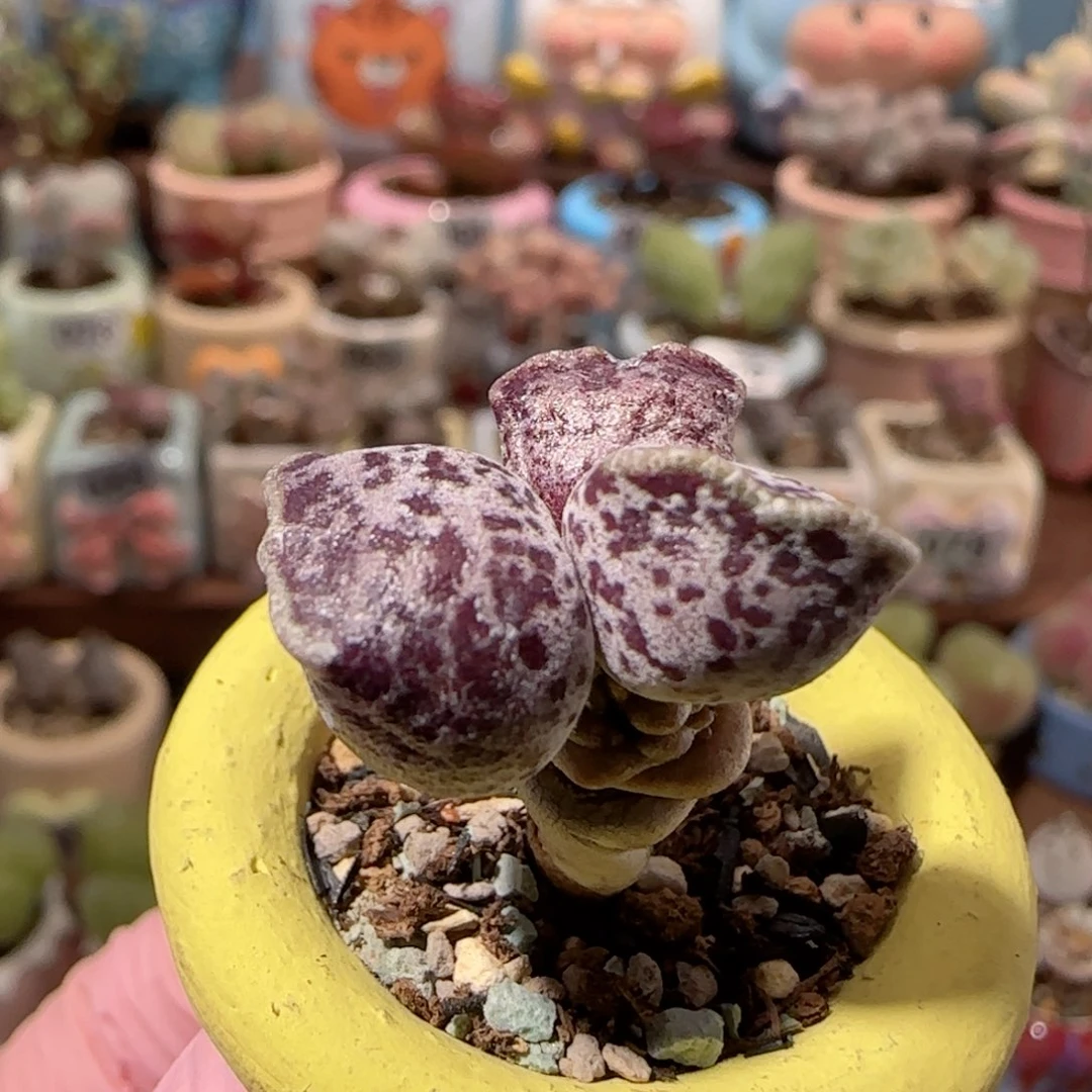 T粉丸    盆口2cm