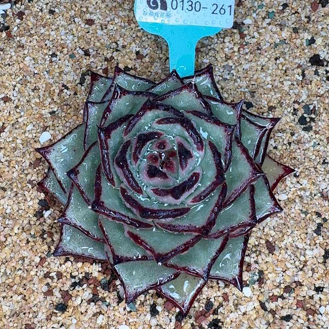 从前慢花园多肉0130-261