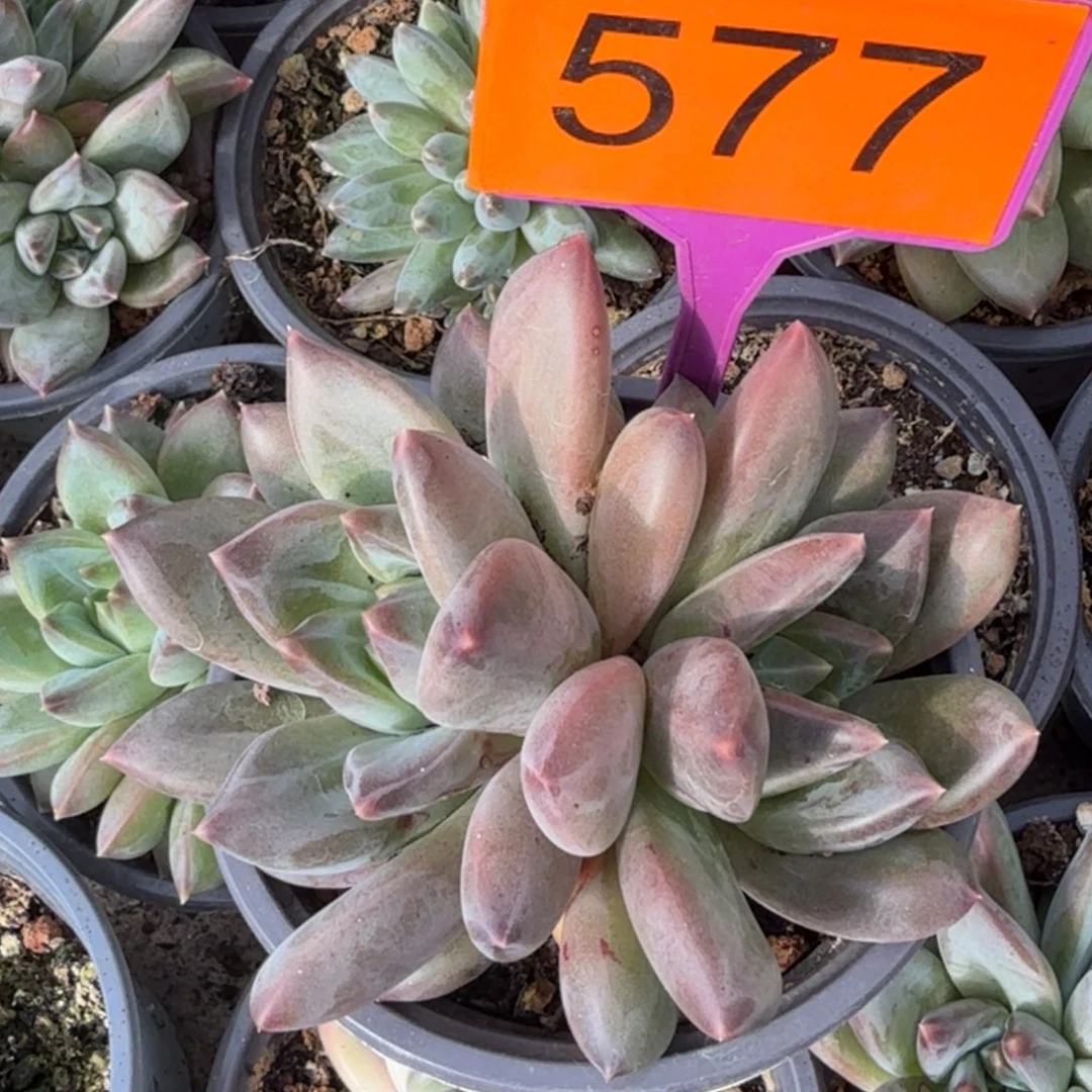 多肉植物一物一拍577