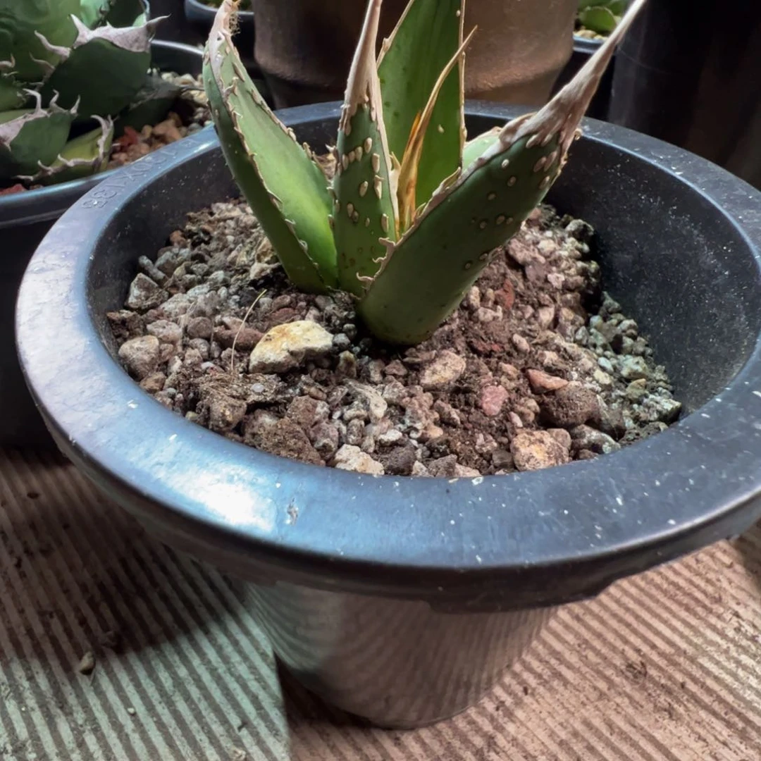 龙舌兰人王冠大甲盖