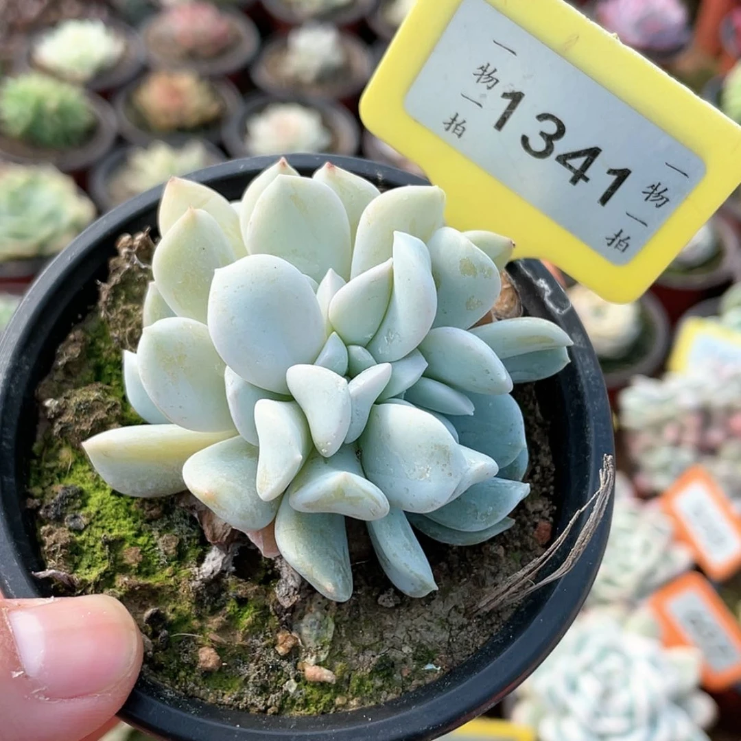 【闪购商品】1341号