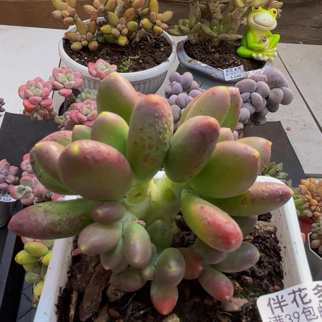 558/6cm芒果奶多肉