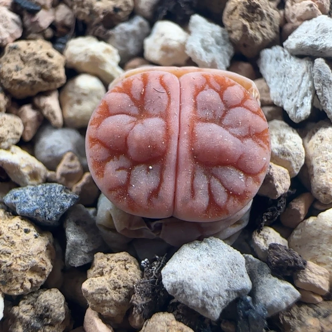 1217/花叔种源261/