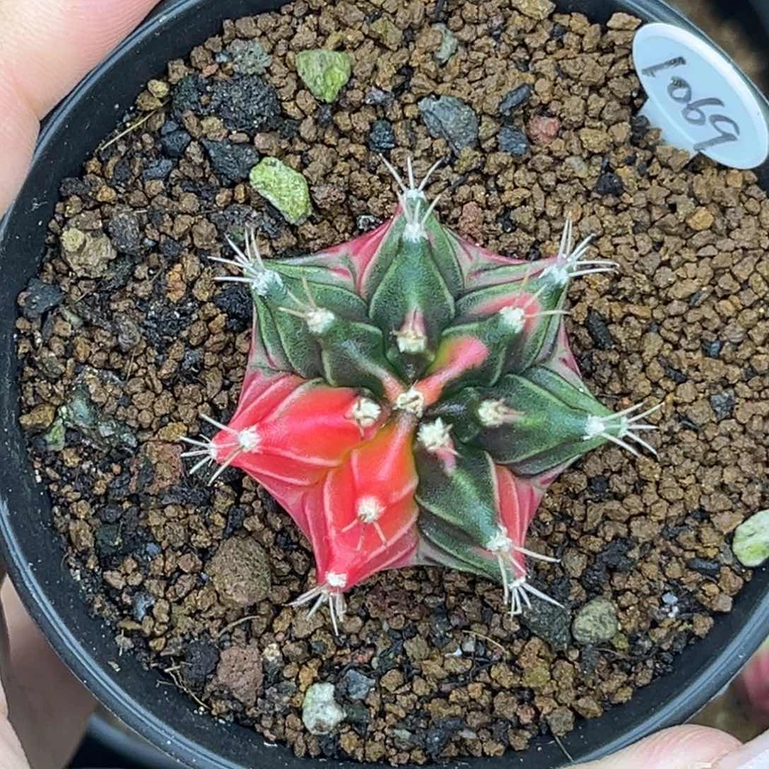 1069 侧牙 福利捡漏