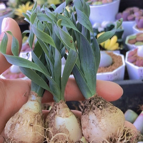 无花朵1180，2.5-2.7厘米弹簧草