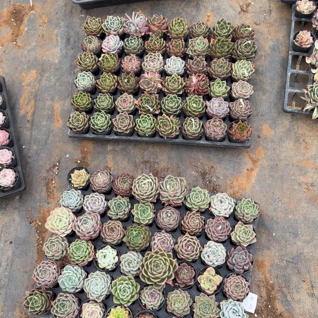 麦秆绿菜一筐量拍23-16