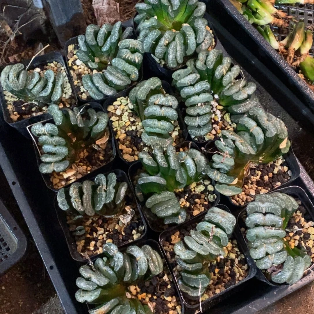 422 一颗周正大玉扇 新年整点福利