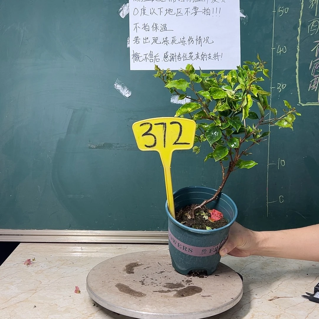 完全开放  艺术款 斑红樱  372