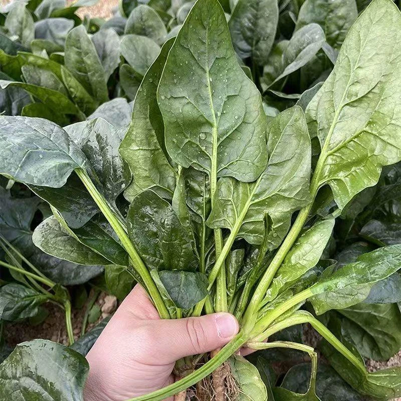 【冬根菠菜种子】四季种植盆栽地栽阳台小院种植
