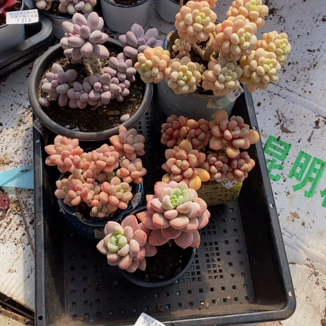 敏*樱花洛神388/8c m