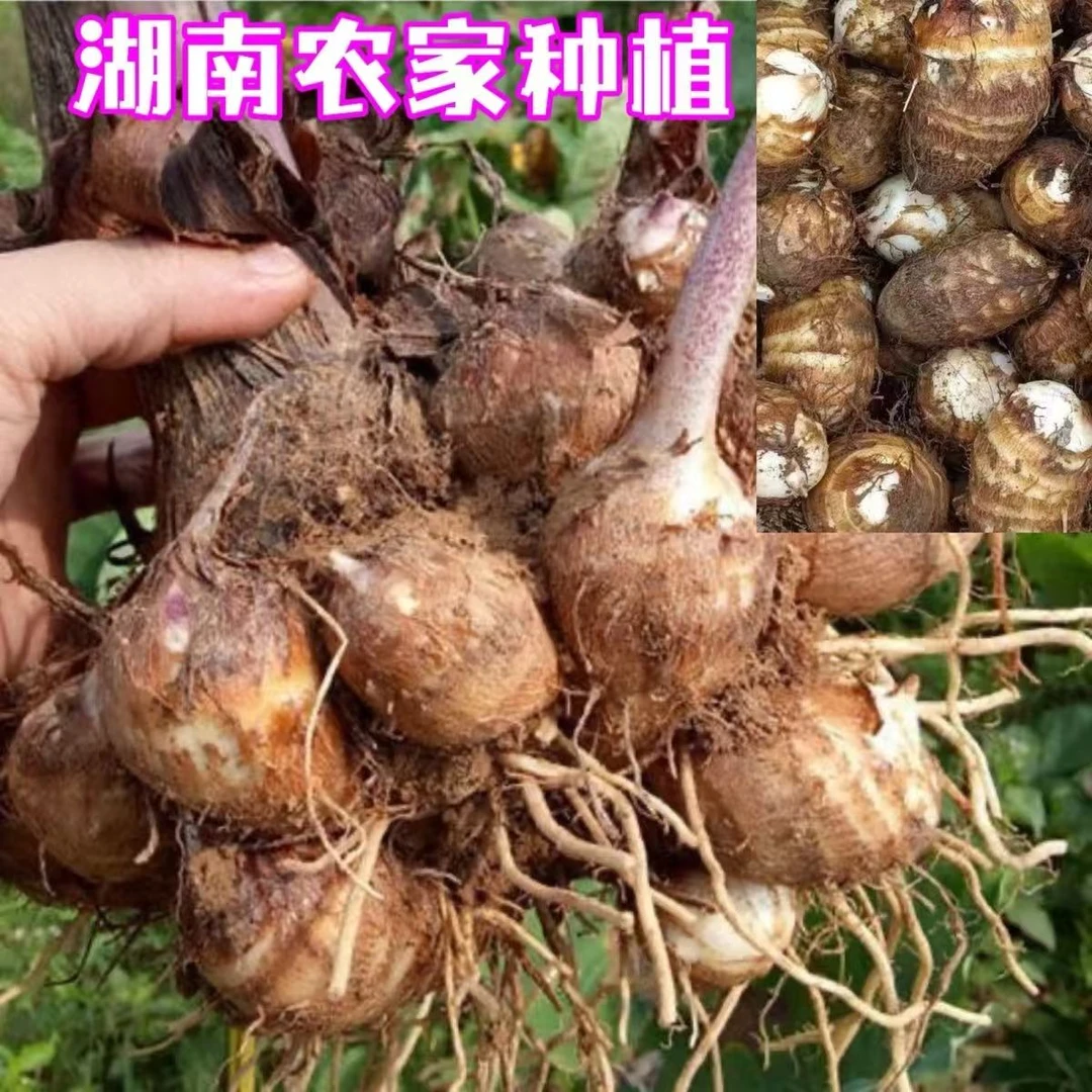 湖南农家自种芋头现挖现卖（带皮毛芋头）