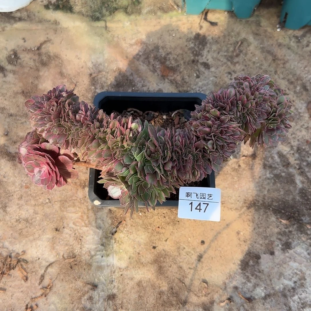 147多肉  荔枝缀法师