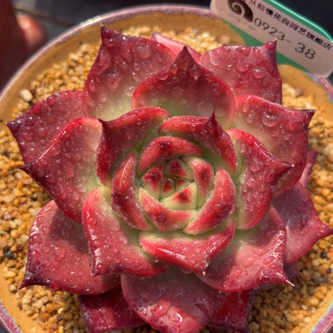 从前慢多肉精选编号0923-38