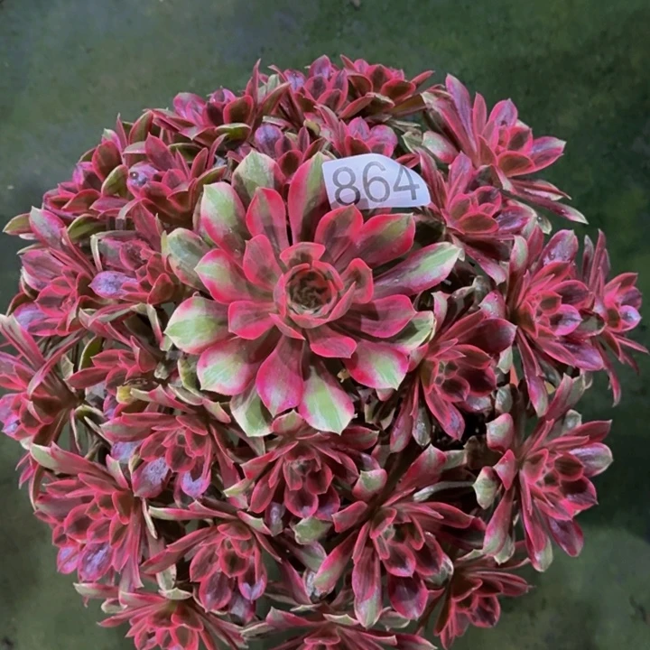 000000000000864浣纱多肉植物