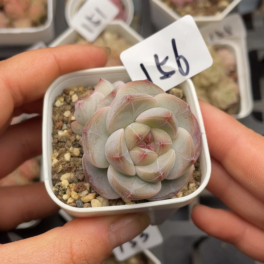 156 3.3一物一拍精品美肉