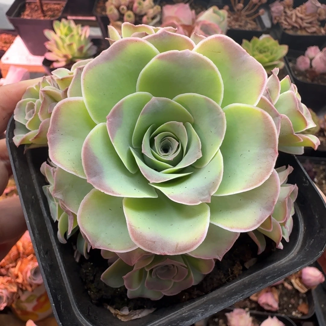 L455半城玫瑰情澜不含盆土