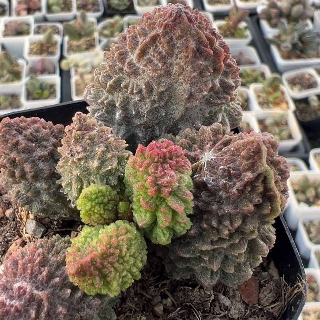 巨尤朱紫玉单头纯木质桩多肉植物