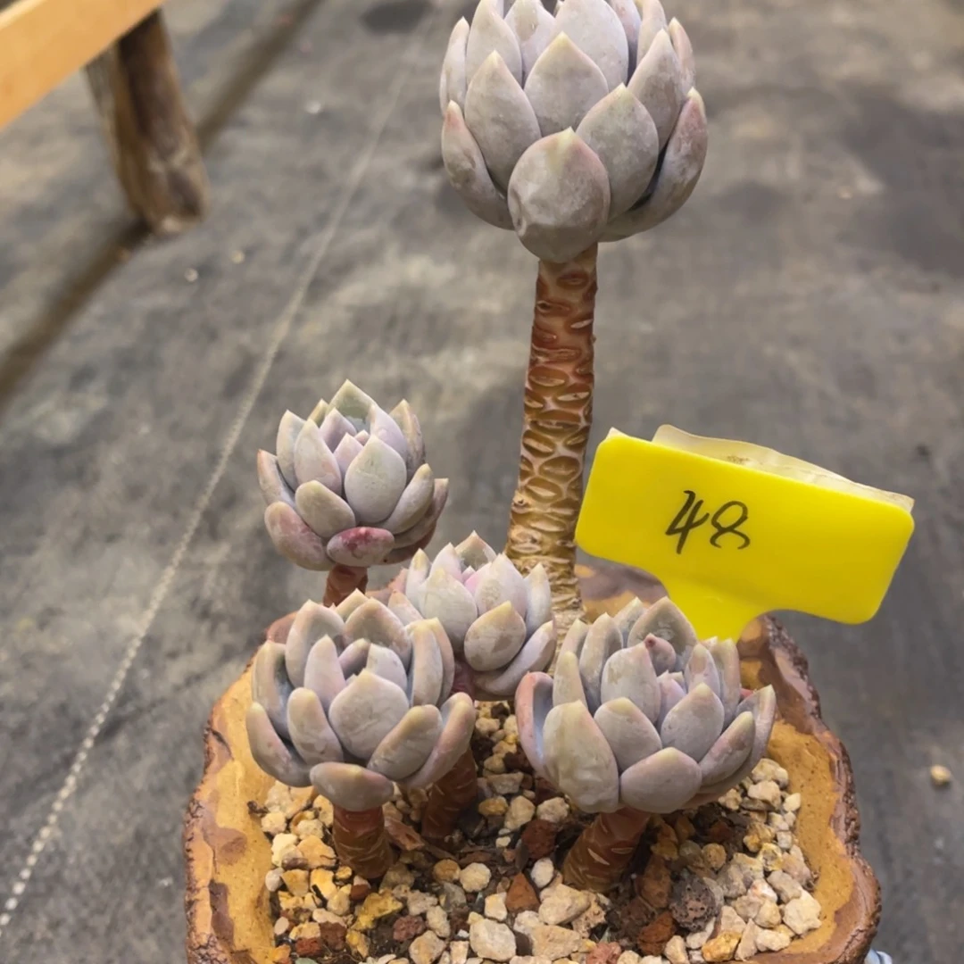 李***?733737358335353535