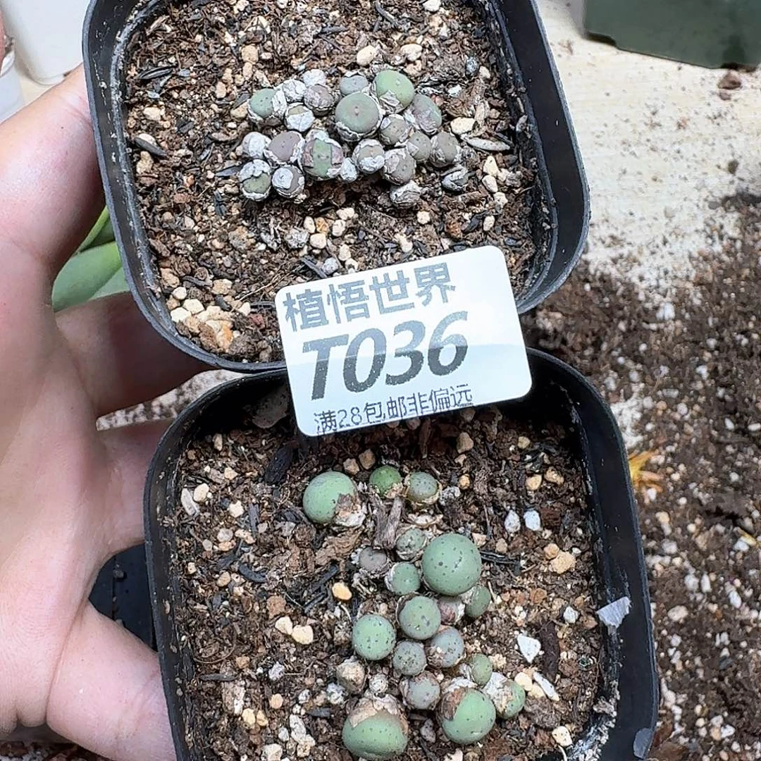 多肉植物的人生历程fg