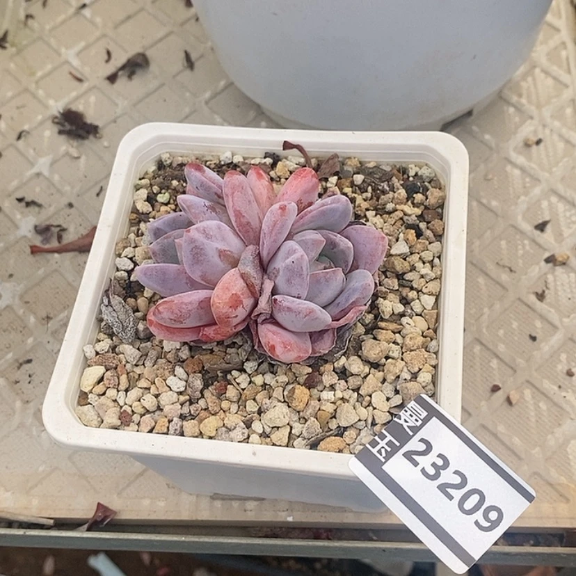 【闪购商品】嫦娥23209