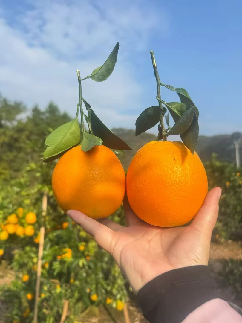 湖南高山水果脐橙