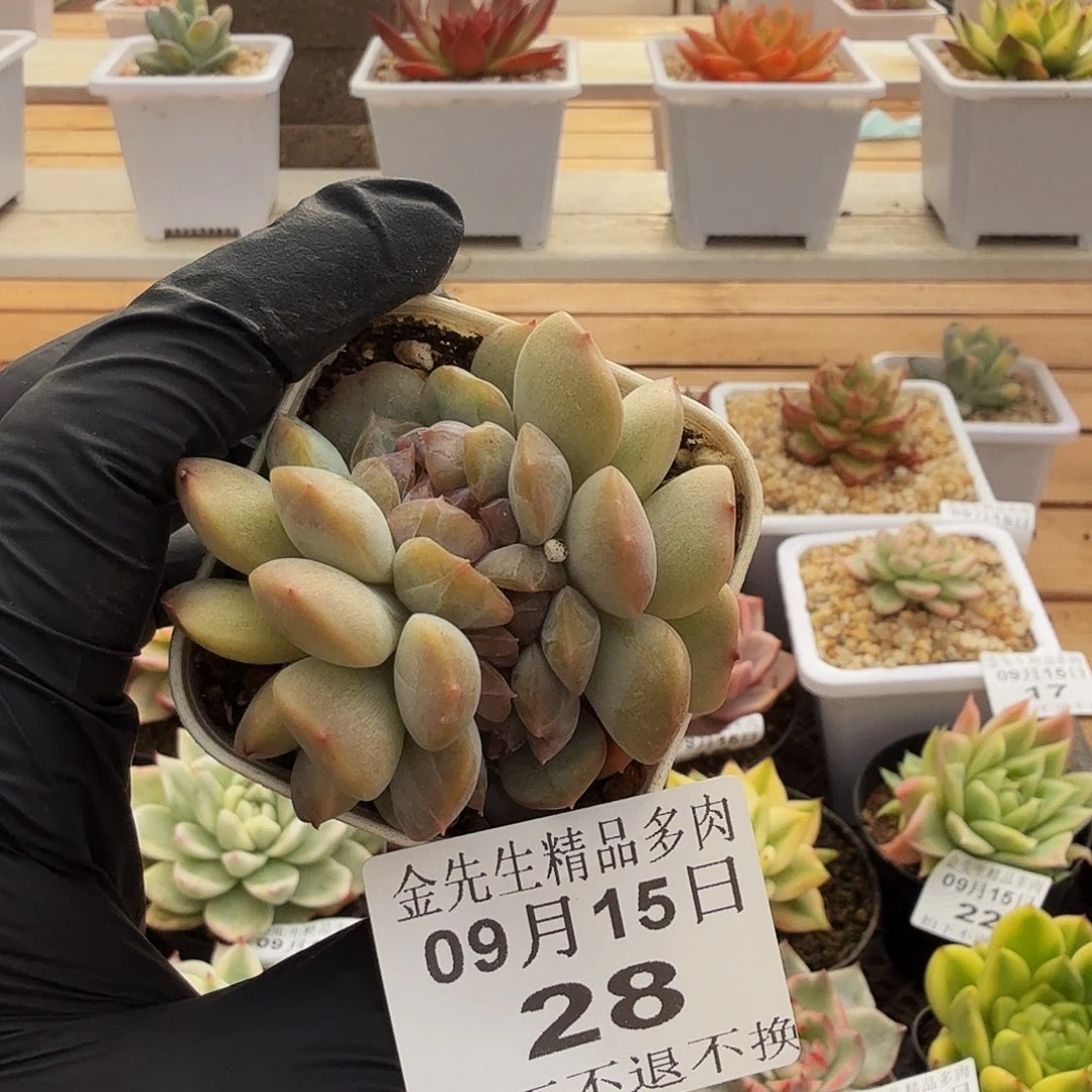 0915-28红色恋人缀