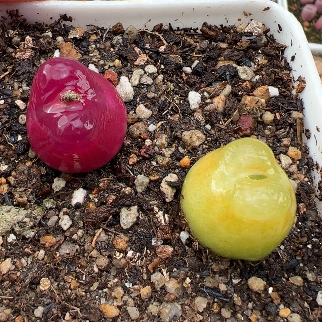 2.15好看的多肉667