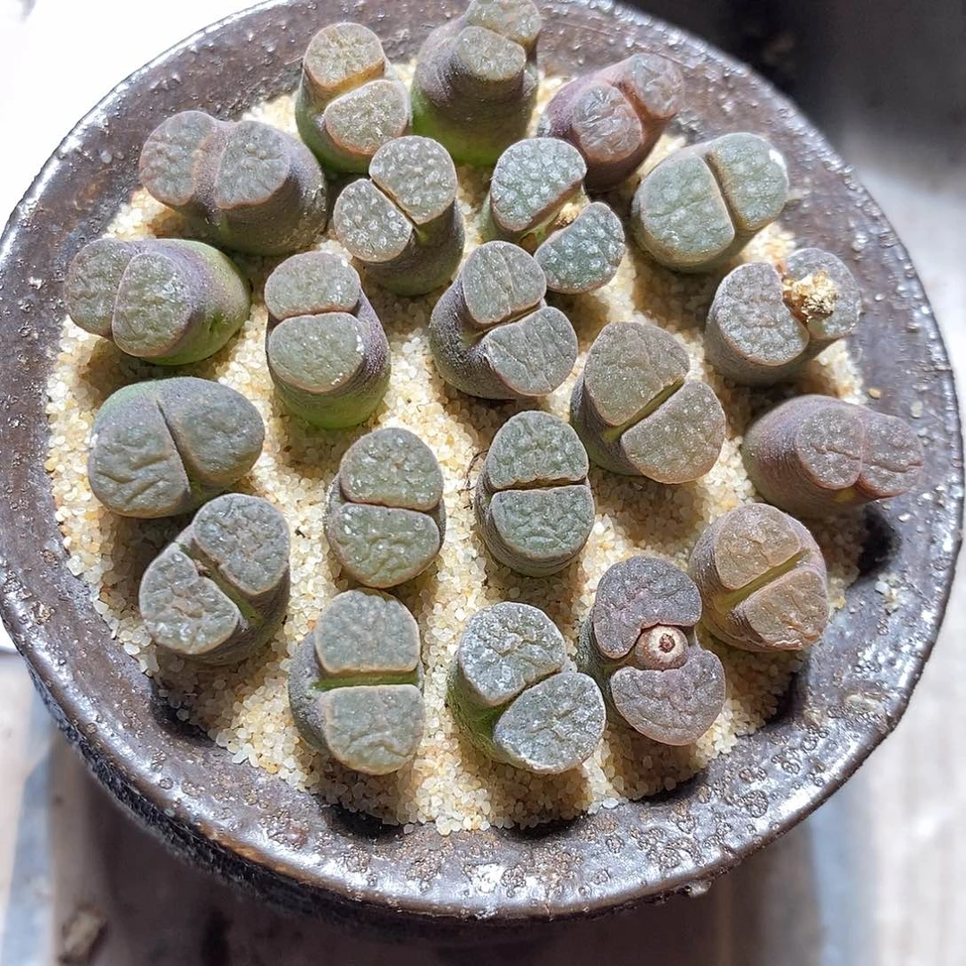2311。   一组。 一组磁铁雪花窗。