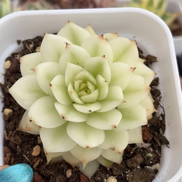 黑水晶锦大锦边一颗