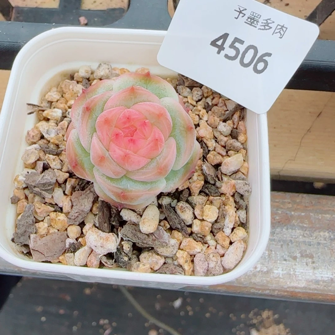 暮光之城，4506多肉