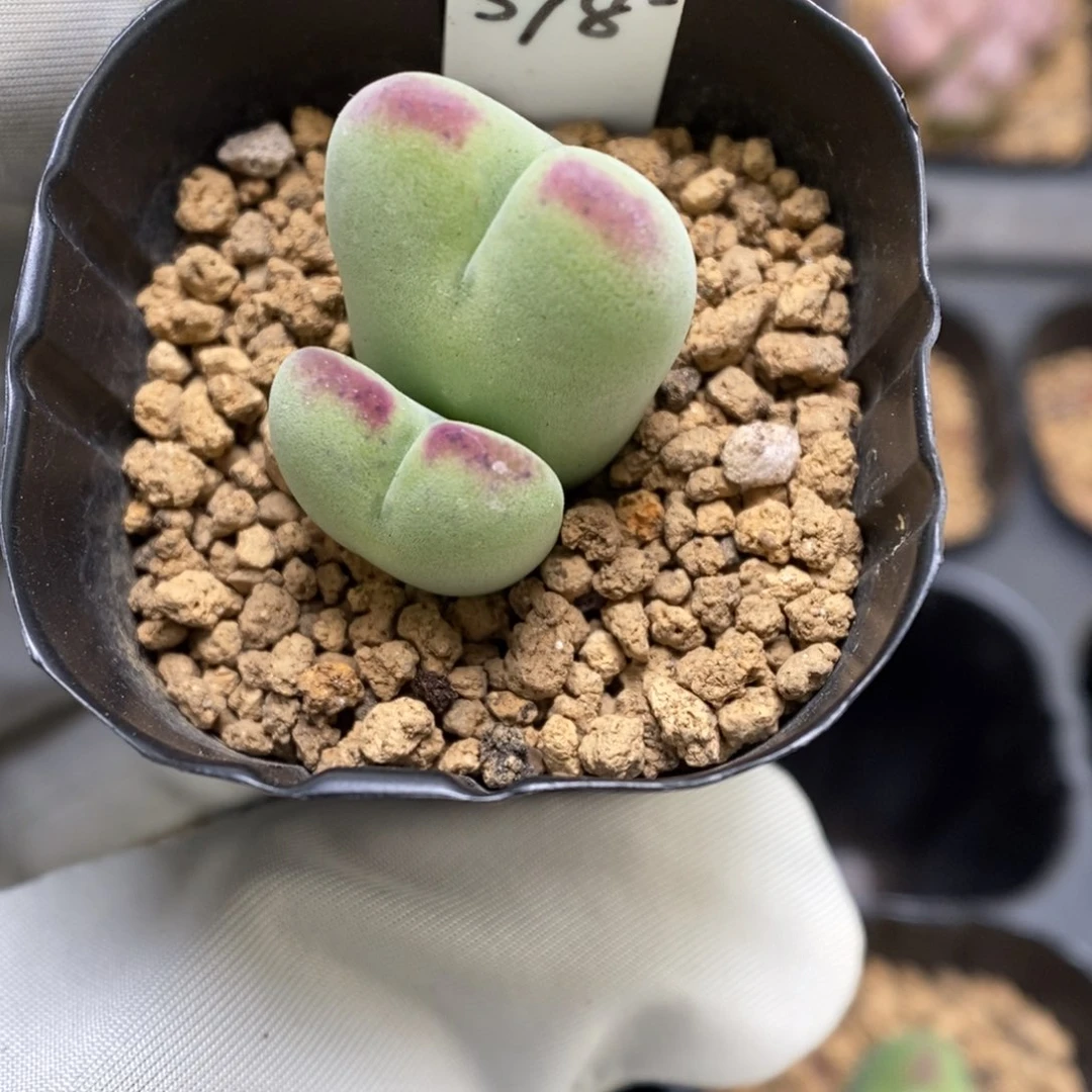 多肉植物肉锥杂交K-3529（2.0）毛将杂