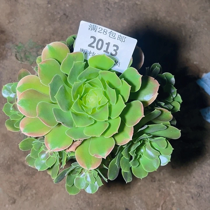 2013香妃多肉植物保护