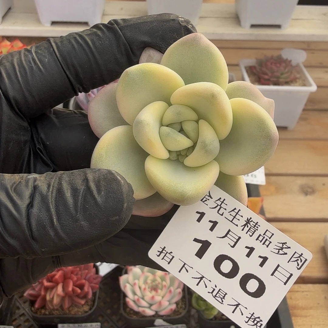 1111-100花斑鹿锦头盖