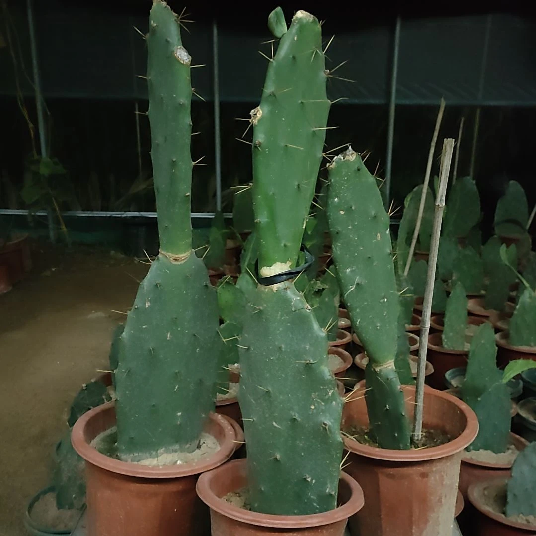 黄大刺仙人掌三颗