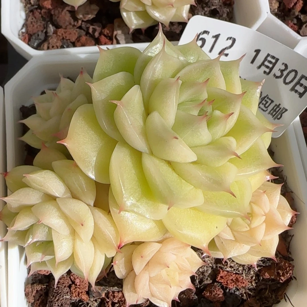 花语逸镜0130-612麦秆