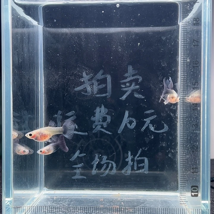 孔雀鱼蓝化蓝礼服玻璃猫一公二母