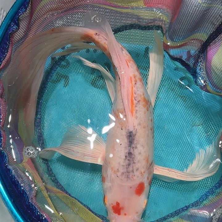 锦鲤锦鲤蝴蝶鲤开箱视频包售后