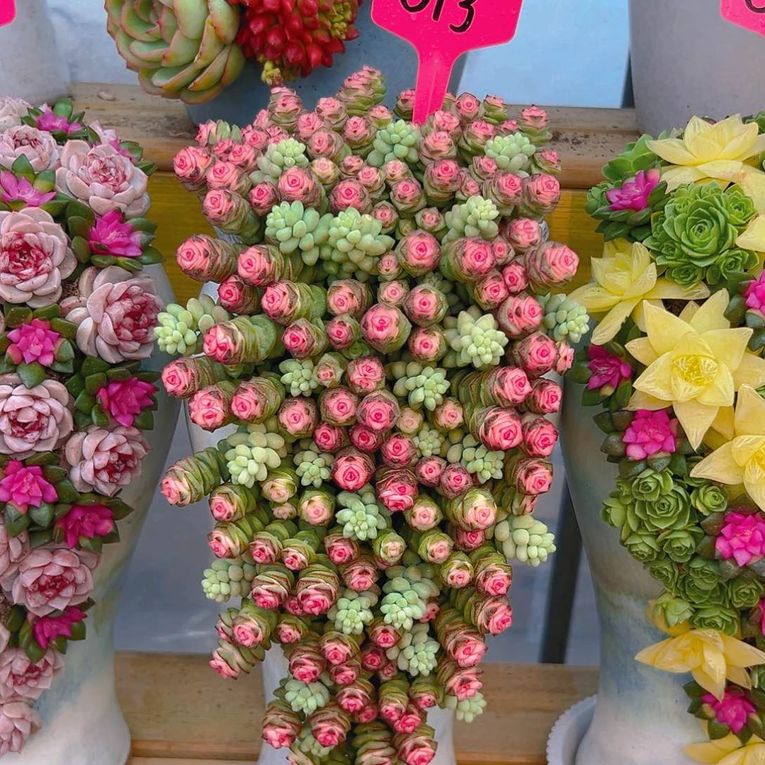 013钱朵朵多肉组合